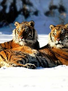 Animal Wallpapers 0135